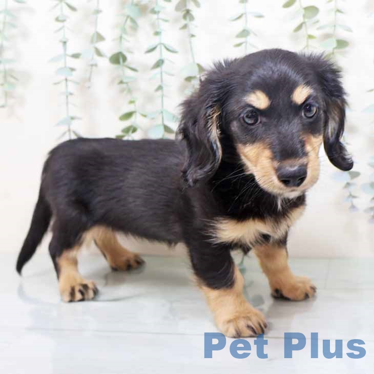 大阪府のミニチュアダックスフンド(ロング) (ペットプラス 堺鉄砲町店/2025年10月12日生まれ/女の子/ブラックイエロー)の子犬の1枚目の画像