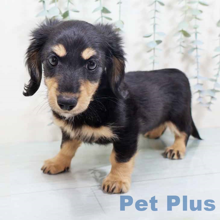 大阪府のミニチュアダックスフンド(ロング) (ペットプラス 堺鉄砲町店/2025年10月12日生まれ/女の子/ブラックイエロー)の子犬の2枚目の画像