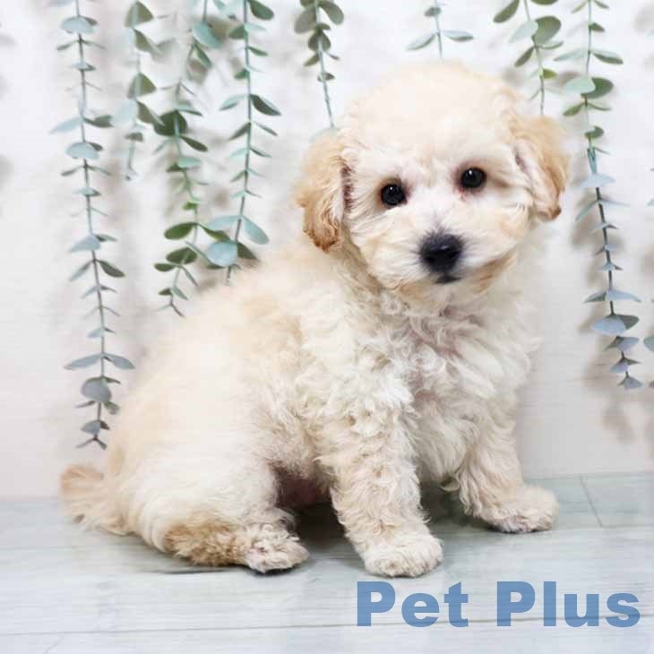 京都府のトイプードル(トイ) (ペットプラス 醍醐店/2025年10月12日生まれ/男の子/ペールフォーン)の子犬の1枚目の画像