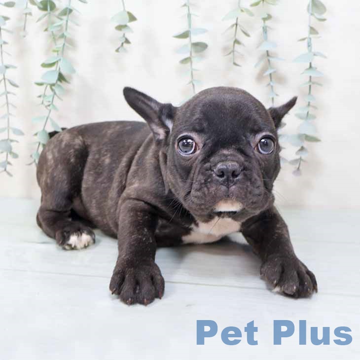 和歌山県のフレンチブルドッグ (ペットプラス 和歌山店/2025年10月11日生まれ/男の子/ブリンドル)の子犬の1枚目の画像