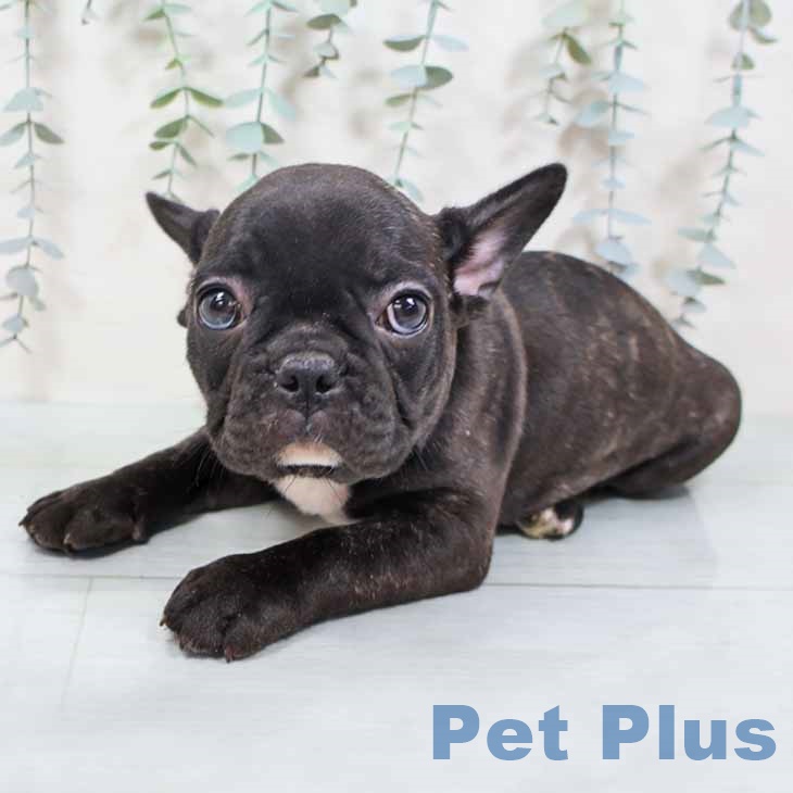 和歌山県のフレンチブルドッグ (ペットプラス 和歌山店/2025年10月11日生まれ/男の子/ブリンドル)の子犬の2枚目の画像