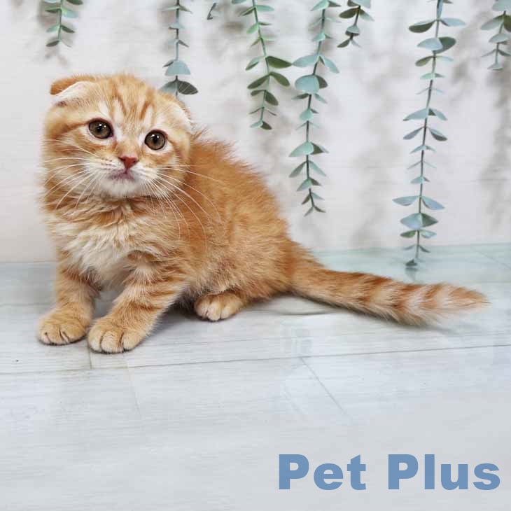 大阪府のスコティッシュフォールド (ペットプラス イオン大日店/2025年9月30日生まれ/男の子/レッドマッカレルタビー)の子猫の1枚目の画像