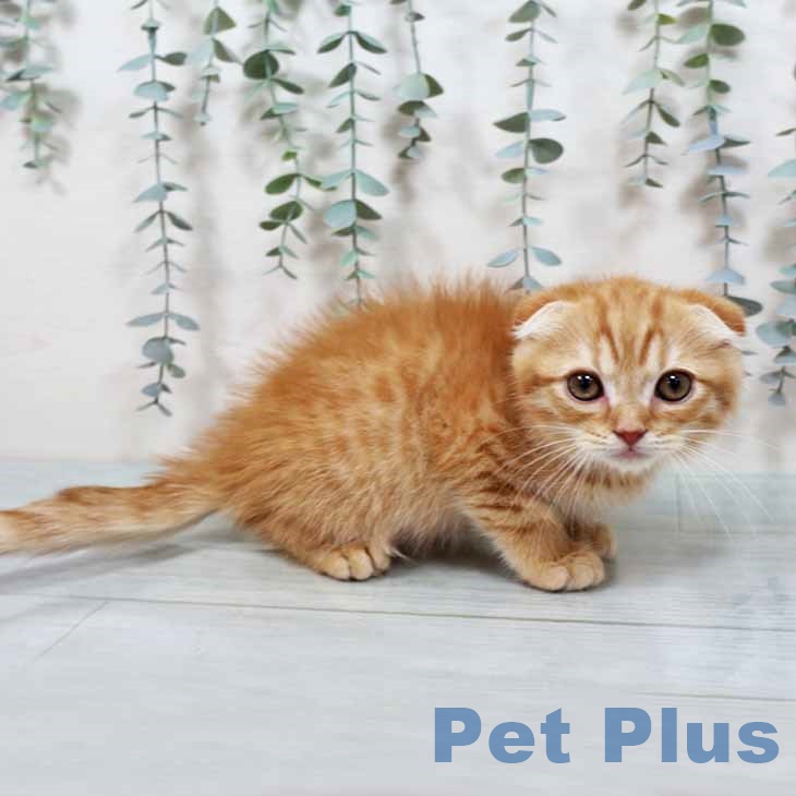 大阪府のスコティッシュフォールド (ペットプラス イオン大日店/2025年9月30日生まれ/男の子/レッドマッカレルタビー)の子猫の2枚目の画像