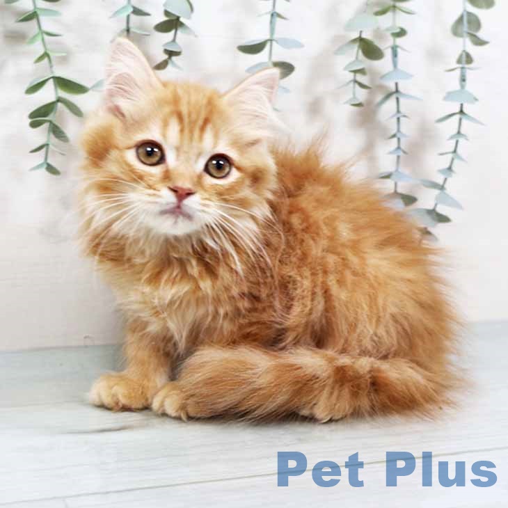 京都府のスコティッシュフォールド (ペットプラス 久御山店/2025年9月30日生まれ/女の子/レッドマッカレルタビー)の子猫の1枚目の画像