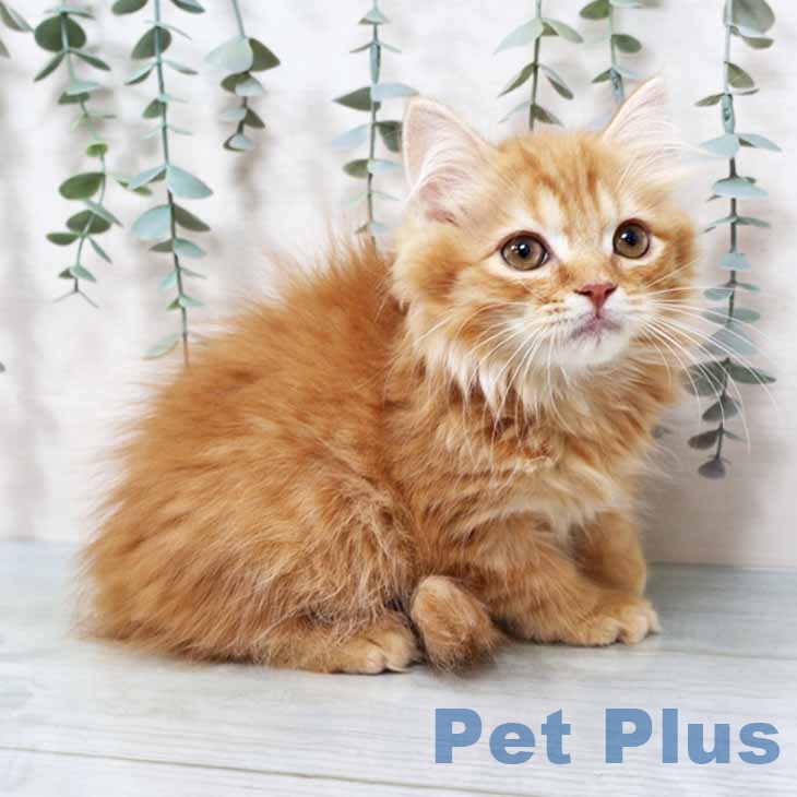 京都府のスコティッシュフォールド (ペットプラス 久御山店/2025年9月30日生まれ/女の子/レッドマッカレルタビー)の子猫の2枚目の画像