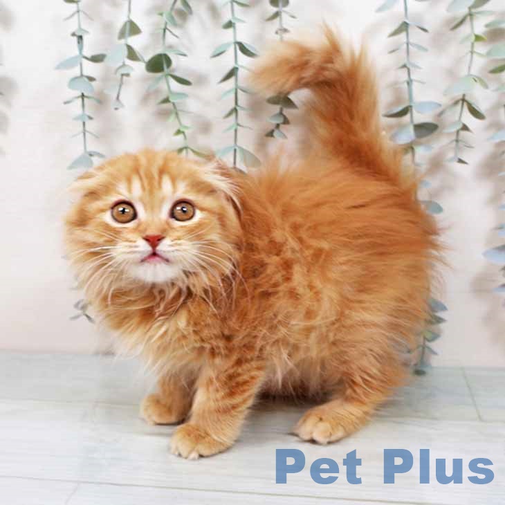 京都府のスコティッシュフォールド (ペットプラス イオンモールKYOTO店/2025年9月30日生まれ/女の子/レッドマッカレルタビー)の子猫の1枚目の画像