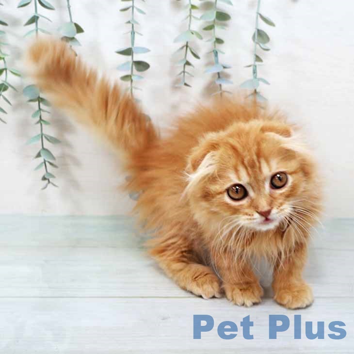 京都府のスコティッシュフォールド (ペットプラス イオンモールKYOTO店/2025年9月30日生まれ/女の子/レッドマッカレルタビー)の子猫の2枚目の画像