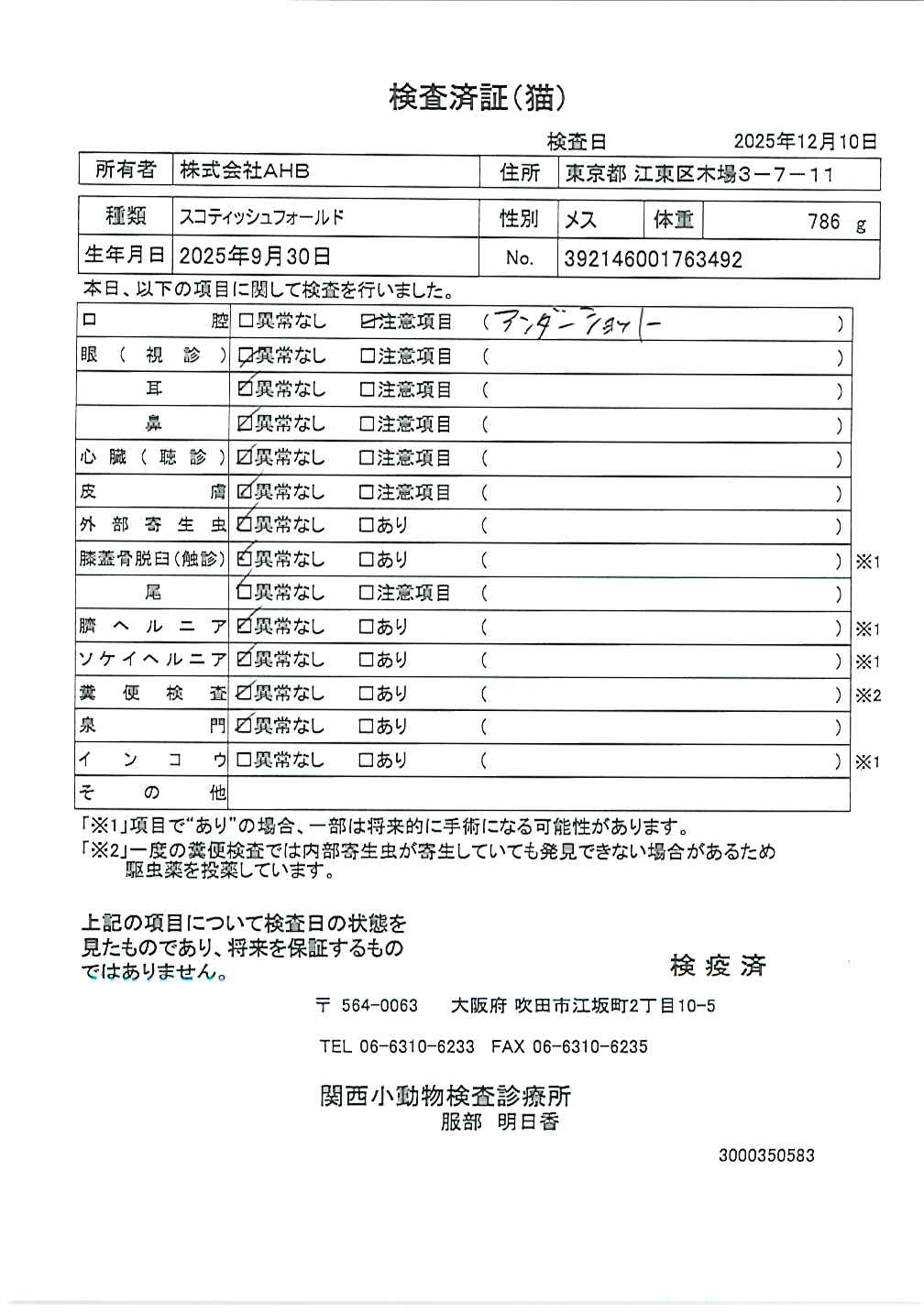 スコティッシュフォールド