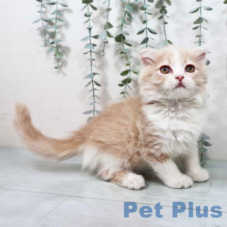 大阪府のスコティッシュフォールド (ペットプラス 鶴見店/2025年10月4日生まれ/男の子/クリームタビーホワイト)の子猫の1枚目の画像