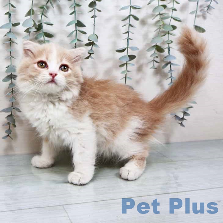 大阪府のスコティッシュフォールド (ペットプラス 鶴見店/2025年10月4日生まれ/男の子/クリームタビーホワイト)の子猫の2枚目の画像