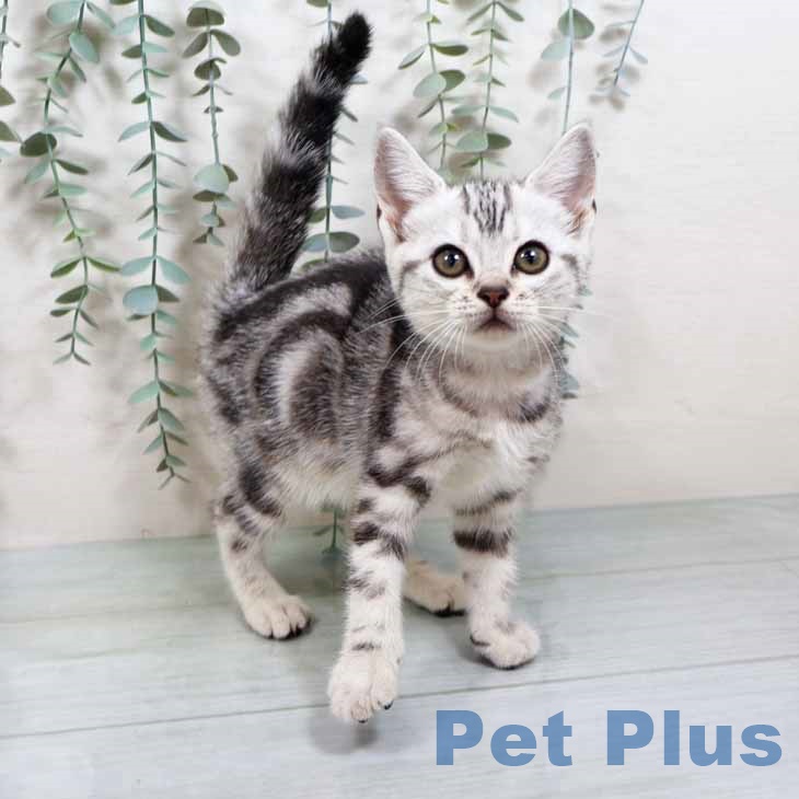 大阪府のアメリカンショートヘアー (ペットプラス りんくう泉南店/2025年10月5日生まれ/女の子/シルバータビー)の子猫の1枚目の画像