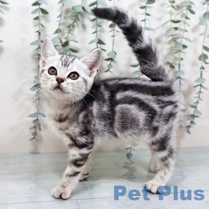 大阪府のアメリカンショートヘアー (ペットプラス りんくう泉南店/2025年10月5日生まれ/女の子/シルバータビー)の子猫の2枚目の画像