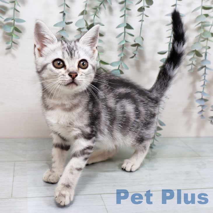 アメリカンショートヘア