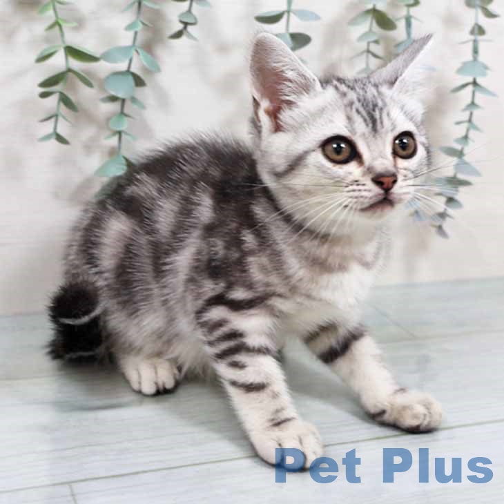 アメリカンショートヘア