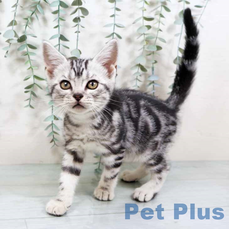 京都府のアメリカンショートヘアー (ペットプラス 京都桂川店/2025年10月5日生まれ/男の子/シルバータビー)の子猫
