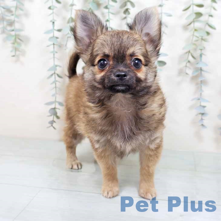 新潟県のチワワ(ロング) (ペットプラス 新潟南店/2025年10月12日生まれ/男の子/フォーン)の子犬の1枚目の画像