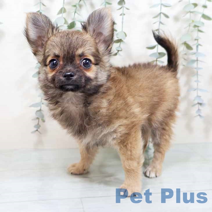 新潟県のチワワ(ロング) (ペットプラス 新潟南店/2025年10月12日生まれ/男の子/フォーン)の子犬の2枚目の画像