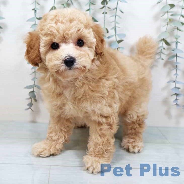 大阪府のトイプードル(トイ) (ペットプラス 堺鉄砲町店/2025年10月14日生まれ/女の子/アプリコット)の子犬の1枚目の画像