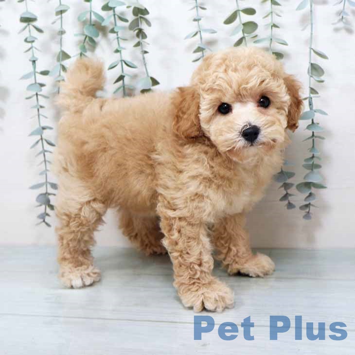 大阪府のトイプードル(トイ) (ペットプラス 堺鉄砲町店/2025年10月14日生まれ/女の子/アプリコット)の子犬の2枚目の画像