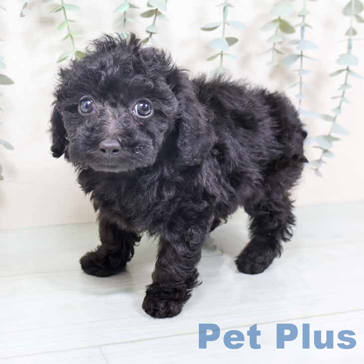 新潟県のトイプードル(トイ) (ペットプラス 新潟南店/2025年10月7日生まれ/女の子/ブラック)の子犬の1枚目の画像