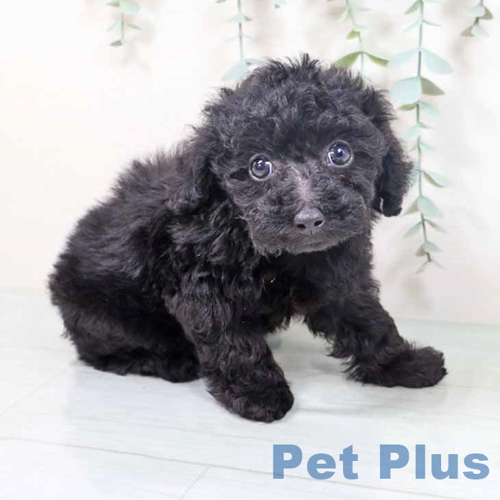 新潟県のトイプードル(トイ) (ペットプラス 新潟南店/2025年10月7日生まれ/女の子/ブラック)の子犬の2枚目の画像