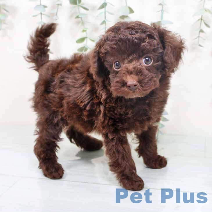 大阪府のトイプードル(トイ) (ペットプラス イオン大日店/2025年10月7日生まれ/女の子/ブラウン)の子犬の1枚目の画像