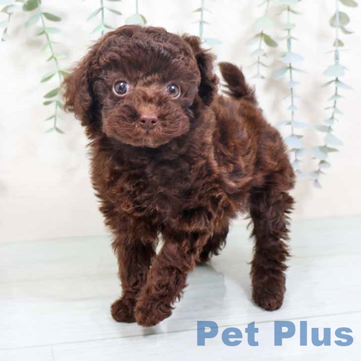 大阪府のトイプードル(トイ) (ペットプラス イオン大日店/2025年10月7日生まれ/女の子/ブラウン)の子犬の2枚目の画像