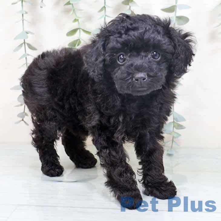 大阪府のトイプードル(トイ) (ペットプラス ららぽーと和泉店/2025年10月7日生まれ/女の子/ブラック)の子犬の1枚目の画像