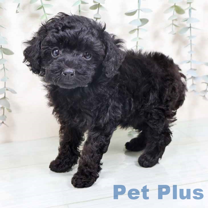 大阪府のトイプードル(トイ) (ペットプラス ららぽーと和泉店/2025年10月7日生まれ/女の子/ブラック)の子犬の2枚目の画像