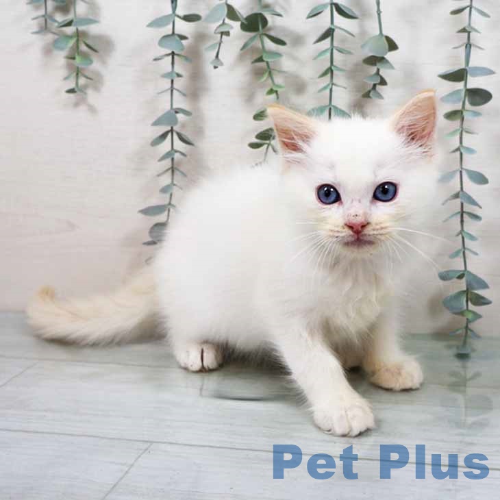 大阪府のラグドール (ペットプラス 堺鉄砲町店/2025年10月12日生まれ/男の子/クリームポイントバイカラー)の子猫の1枚目の画像