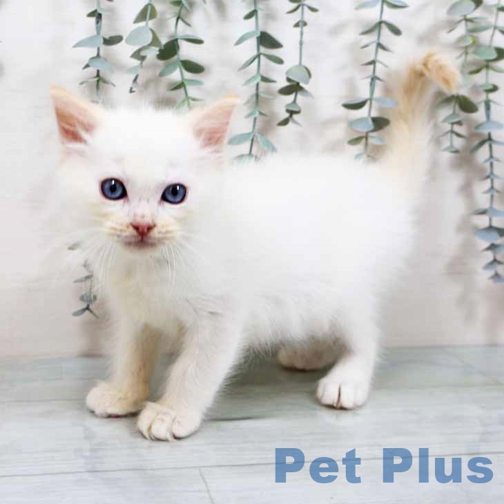 大阪府のラグドール (ペットプラス 堺鉄砲町店/2025年10月12日生まれ/男の子/クリームポイントバイカラー)の子猫の2枚目の画像