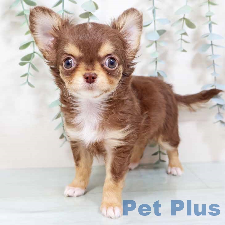 新潟県のチワワ(ロング) (ペットプラス 新潟南店/2025年10月9日生まれ/男の子/チョコレートタンホワイト)の子犬の1枚目の画像