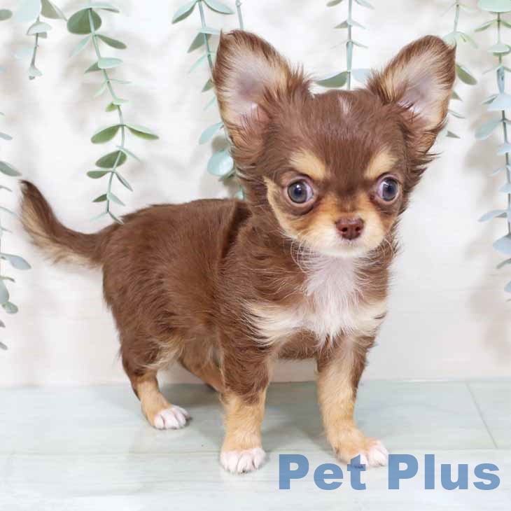 新潟県のチワワ(ロング) (ペットプラス 新潟南店/2025年10月9日生まれ/男の子/チョコレートタンホワイト)の子犬の2枚目の画像