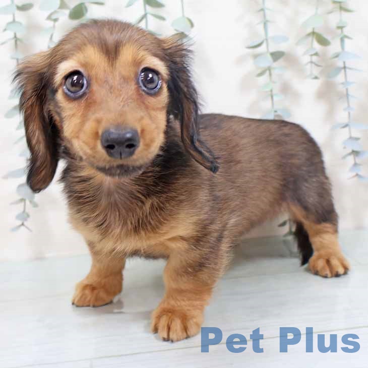 兵庫県のミニチュアダックスフンド(ロング) (ペットプラス 姫路大津店/2025年10月11日生まれ/女の子/シェーデットレッド)の子犬の1枚目の画像