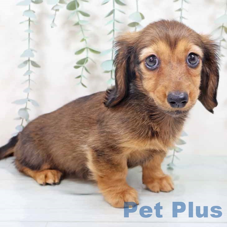 兵庫県のミニチュアダックスフンド(ロング) (ペットプラス 姫路大津店/2025年10月11日生まれ/女の子/シェーデットレッド)の子犬の2枚目の画像
