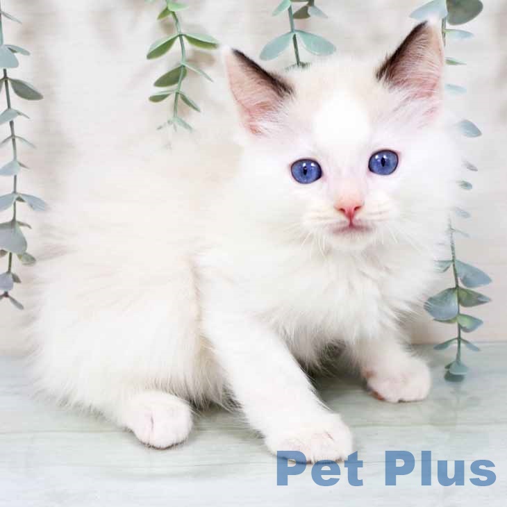 大阪府のラグドール (ペットプラス イオン大日店/2025年10月13日生まれ/男の子/シールポイントバイカラー)の子猫の1枚目の画像