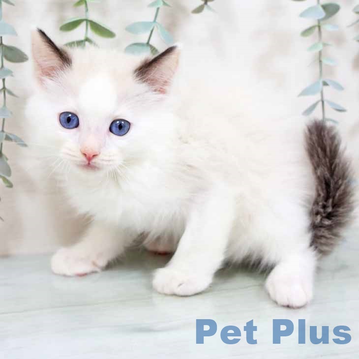大阪府のラグドール (ペットプラス イオン大日店/2025年10月13日生まれ/男の子/シールポイントバイカラー)の子猫の2枚目の画像