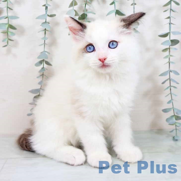 京都府のラグドール (ペットプラス イオンモールKYOTO店/2025年10月13日生まれ/男の子/シールポイントバイカラー)の子猫