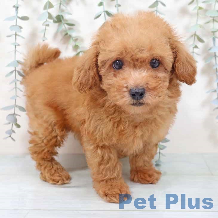 和歌山県のトイプードル(トイ) (ペットプラス 和歌山店/2025年10月12日生まれ/男の子/オレンジフォーン)の子犬の1枚目の画像