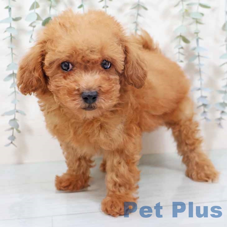 和歌山県のトイプードル(トイ) (ペットプラス 和歌山店/2025年10月12日生まれ/男の子/オレンジフォーン)の子犬の2枚目の画像