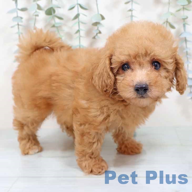 新潟県のトイプードル(トイ) (ペットプラス 新潟南店/2025年10月12日生まれ/男の子/オレンジフォーン)の子犬の1枚目の画像