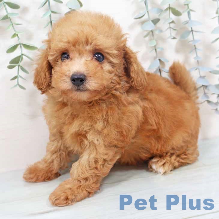 新潟県のトイプードル(トイ) (ペットプラス 新潟南店/2025年10月12日生まれ/男の子/オレンジフォーン)の子犬の2枚目の画像
