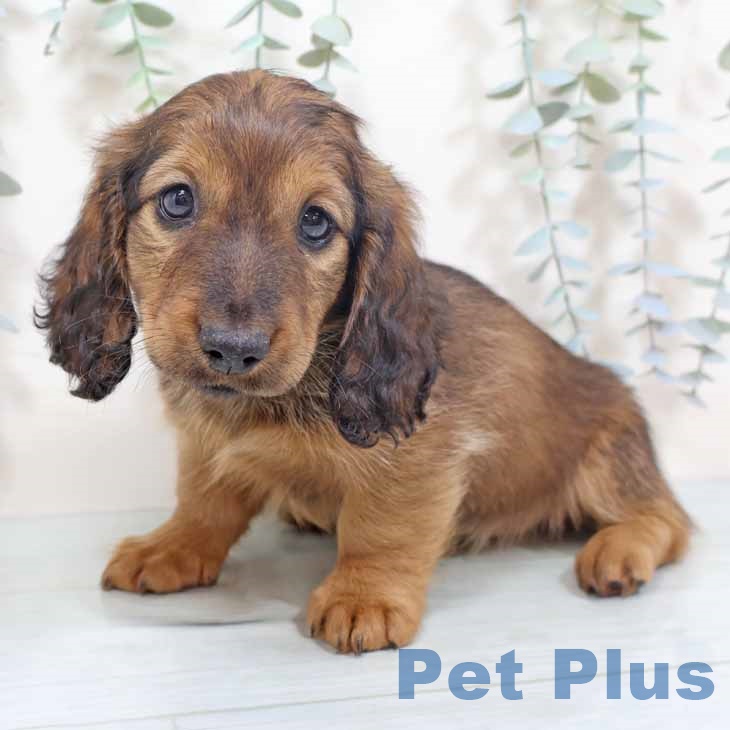 兵庫県のミニチュアダックスフンド(ロング) (ペットプラス 姫路大津店/2025年10月14日生まれ/女の子/レッド)の子犬の1枚目の画像