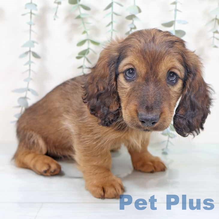 兵庫県のミニチュアダックスフンド(ロング) (ペットプラス 姫路大津店/2025年10月14日生まれ/女の子/レッド)の子犬の2枚目の画像