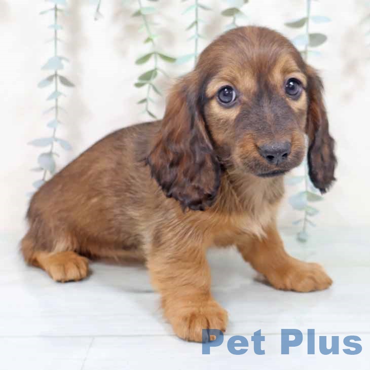 大阪府のミニチュアダックスフンド(ロング) (ペットプラス 堺北花田店/2025年10月14日生まれ/女の子/レッド)の子犬の1枚目の画像