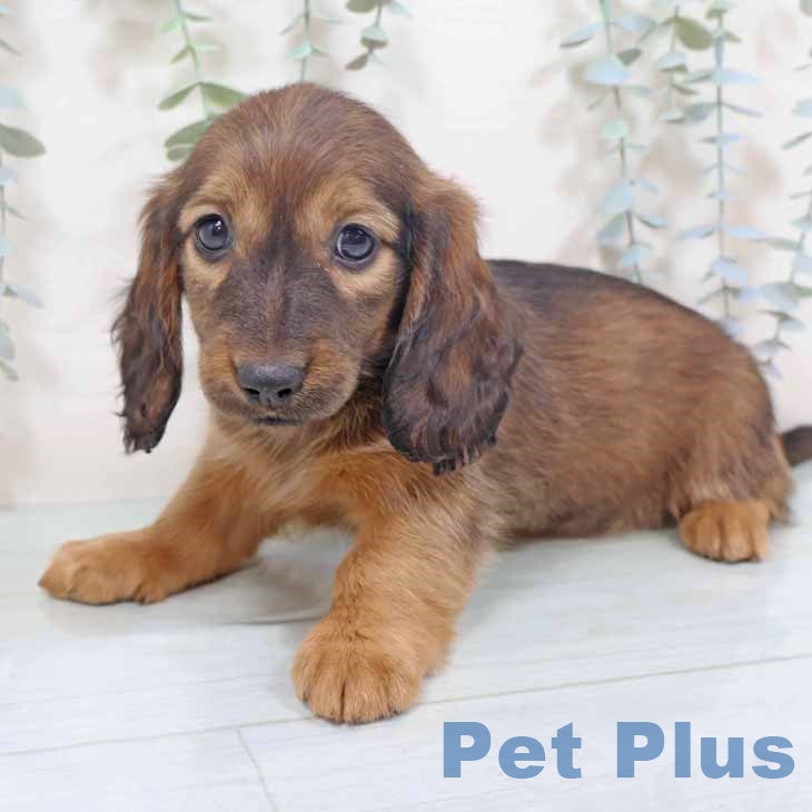 大阪府のミニチュアダックスフンド(ロング) (ペットプラス 堺北花田店/2025年10月14日生まれ/女の子/レッド)の子犬の2枚目の画像