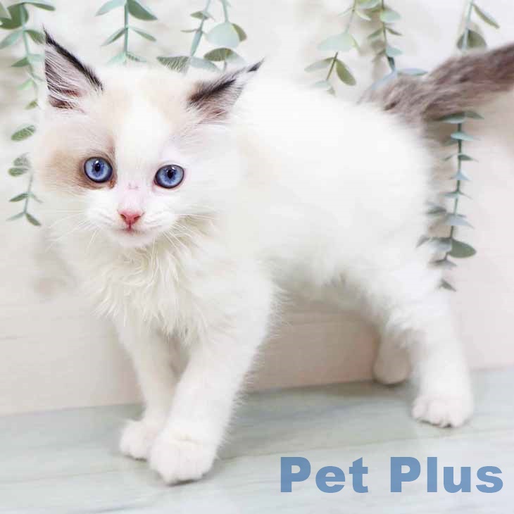 ラグドールの写真1