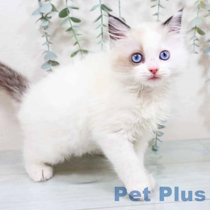 ラグドールの写真2