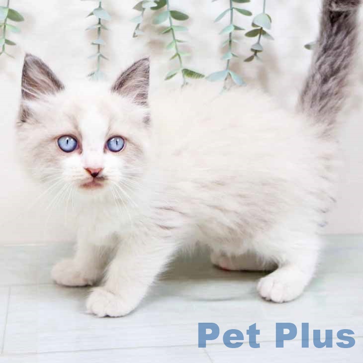 大阪府のラグドール (ペットプラス りんくう泉南店/2025年10月10日生まれ/男の子/ブルーポイントバイカラー)の子猫の2枚目の画像