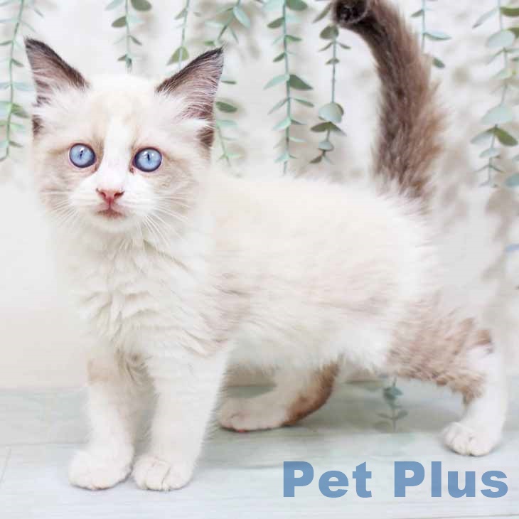 ラグドールの写真2